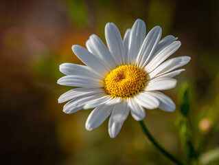 Obraz premium Macro View of White Daisy with Bright Yellow Center in Sunlight