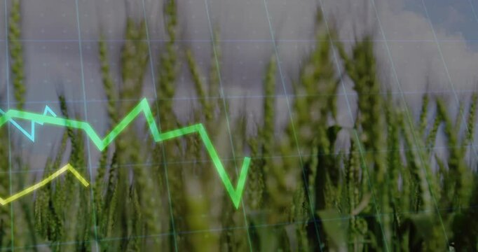 When grid fading above wheat field, multicolored lines traveling across digital grid showing trends