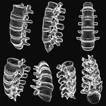 Cervical vertebrae arranged symmetrically on a black background, each with distinct shapes and textures. The white vertebral column contrasts sharply against the dark backdrop.