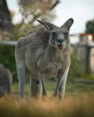 Close-up portrait of an eastern grey kangaroo in its natural forest environment in Australia. Captured in golden light, showing detail and expression.