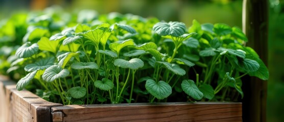 Set of boxes with seedlings of microgreens. Shoots of vegetables. Harvesting, vitamins in greens and vegetables. Spring seedlings.