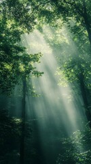 Obraz premium Sunbeams Shining Through Forest Trees Creating a Magical Atmosphere