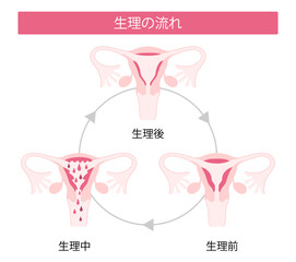 生理の流れ