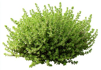 A lush, rounded shrub with small, vibrant green leaves and reddish stems, isolated on a white background.  It displays a dense, full growth habit