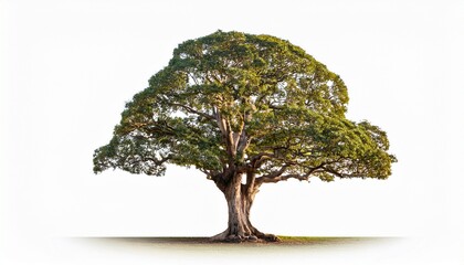 giant old tree isolated on transparent background