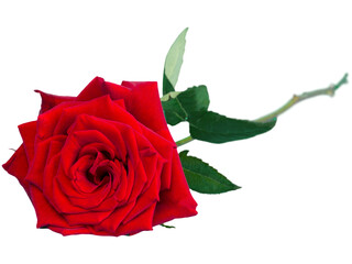 A beautiful single red rose, a symbol of love and romance, isolated on a white background with...