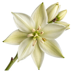 Obraz premium Yucca Flower, isolated PNG transparent background