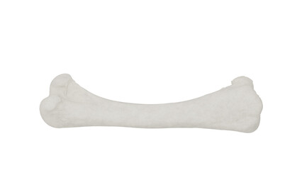 3D Render a bone shaped object on a white surface