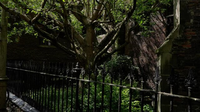Lush vegetation growing behind a metal fence in a corner of Cambridge, UK, with dappled sunlight filtering through the leaves
