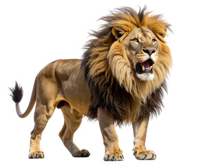 Obraz premium Roaring Lion with Windswept Mane in Heroic Pose transparent background PNG