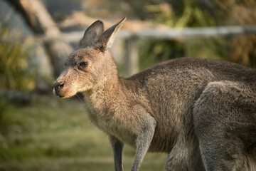 Eastern grey kangaroo spotted in a natural reserve, a symbol of Australia’s unique wildlife and ecotourism appeal. Calmly resting in its habitat.
