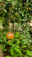 A single pomegranate fruit hangs from a branch of a pomegranate tree amidst green foliage