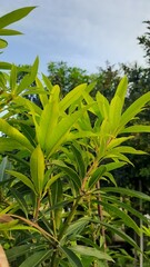 A plant with vibrant green foliage, showcasing both mature dark green leaves and lighter, newly emerged leaves