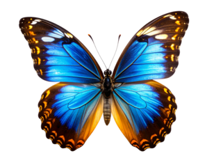Side View of Multicolored Butterfly in Flight with Motion Blur isolated on transparent background PNG