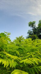 Vibrant green foliage stands prominently against a clear blue sky, with other trees visible in the background