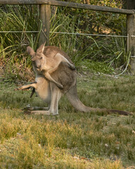 Close-up portrait of an eastern grey kangaroo in its natural forest environment in Australia. Captured in golden light, showing detail and expression.