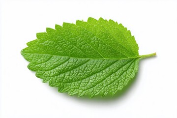 Single, vibrant green leaf isolated on white