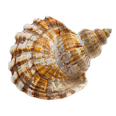 Obraz premium Detailed close-up of a seashell, displaying intricate, swirling patterns of tan, cream, and brown stripes