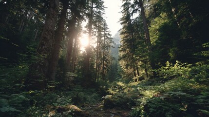 Fototapeta premium Forest Sunlight Landscape with Tall Trees