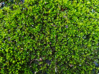 Close-Up of Fresh Green Moss Covering Natural Surface Soft Texture and Vivid Color Perfect for Nature Backgrounds, Forest Floor Details, and Eco-Friendly Design Concepts