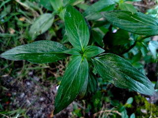 Close-Up of Fresh Green Leaf with Natural Texture and Bright Color Organic Plant Foliage in Sunlight, Perfect for Background, Nature Concepts, and Eco-Friendly Designs