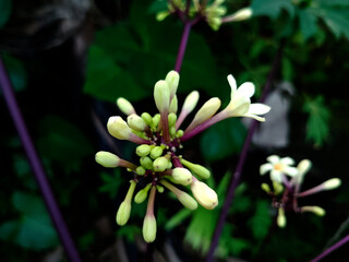 Close-Up of Papaya Flowers on Purple Stems Fresh Greenish-Yellow Tropical Blooms in Natural Garden...