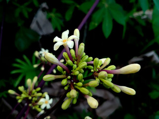Title: Close-Up of Papaya Flowers on Purple Stems Fresh Greenish-Yellow Tropical Blooms in Natural...