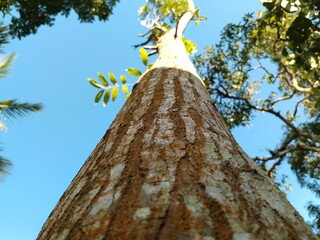 Low Angle Close-Up of Tropical Tree Trunk with Rough Textured Bark and Natural Patterns Against Blue Sky Nature Background of Forest Tree in Bright Daylight