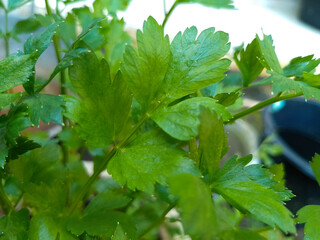 Healthy Celery Leaves with Natural Green Texture Botanical Close-Up