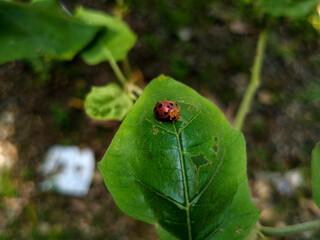 Close-Up of Beetle on Fresh Green Leaf in Nature Macro Insect Photography of Colorful Beetle...