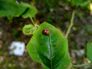 Close-Up of Beetle on Fresh Green Leaf in Nature Macro Insect Photography of Colorful Beetle...
