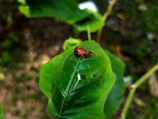 Close-Up of Beetle on Fresh Green Leaf in Nature Macro Insect Photography of Colorful Beetle Resting Outdoors in Tropical Garden with Natural Light and Leaf Texture