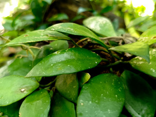 Close-Up of Glossy Green Tropical Leaves in Natural Light Fresh Foliage Texture for Botanical Backgrounds, Eco Concepts, and Nature-Inspired Design