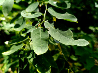 Close-Up of Sauropus androgynus (Katuk Leaves) in Bright Sunlight Fresh Tropical Edible Plant with Vivid Green Foliage and Natural Texture, Ideal for Herbal, Culinary, and Organic Concepts