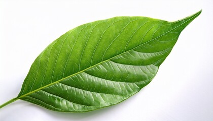Obraz premium clear high definition leaf image designed for botanical or gardening use