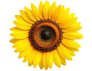 Fototapeta premium Top-Down View of Sunflower Head with Detailed Petals and Seeds isolated on transparent background PNG