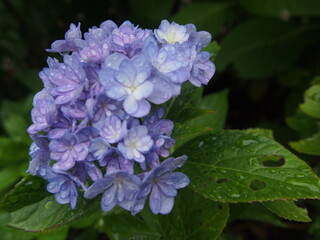 雨粒きらめく紫陽花