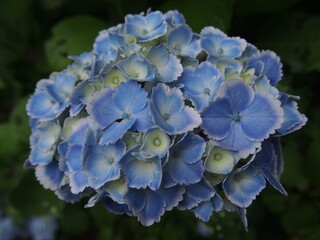 青い紫陽花 雨上がりの輝き