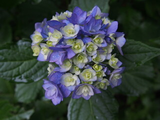 紫陽花と雨の雫