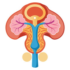vector illustration of a human-pituitary-gland