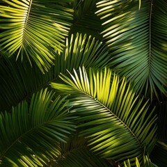 Obraz premium sago palm leaves