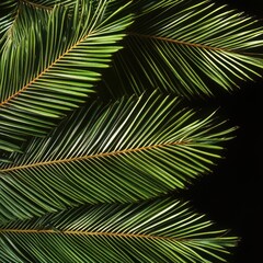 Obraz premium sago palm leaves 