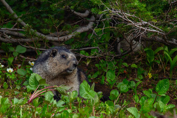 Close-up of a cute and fluffy Hoary marmot sitting in green grass and flowers near his den under the bush in mountains.