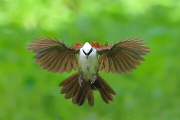 A beautiful white-crested laughing thrush flying in the forest.