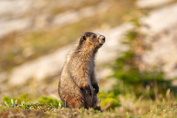 Close up of a cute and fluffy Hoary marmot enjoying the golden hour sunlight in the summer alpine meadow in mountains.