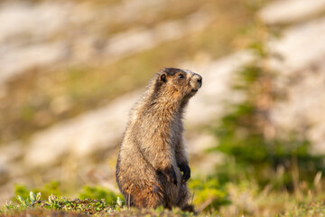 Close up of a cute and fluffy Hoary marmot enjoying the golden hour sunlight in the summer alpine meadow in mountains.