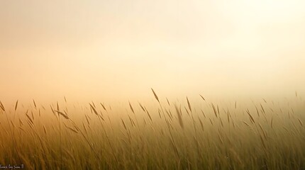 Obraz premium Misty grass field at sunrise