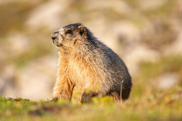 Close up of a cute and fluffy Hoary marmot enjoying the golden hour sunlight in the summer alpine meadow in mountains.