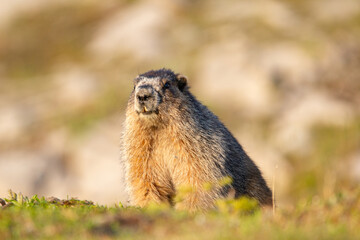 Close up of a cute and fluffy Hoary marmot enjoying the golden hour sunlight in the summer alpine meadow in mountains.