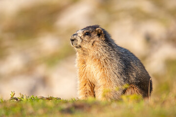 Close up of a cute and fluffy Hoary marmot enjoying the golden hour sunlight in the summer alpine meadow in mountains.